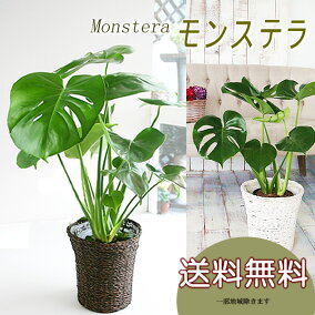 楽天市場 観葉植物 人気ランキング1位 売れ筋商品 楽天市場 観葉植物 人気ランキング1位 売れ筋商品